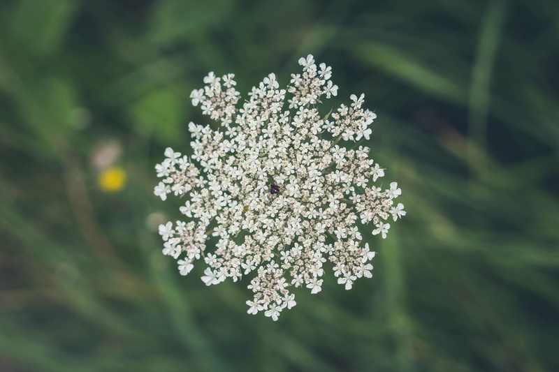 macro, landscape, herbarium, flowers, 5K