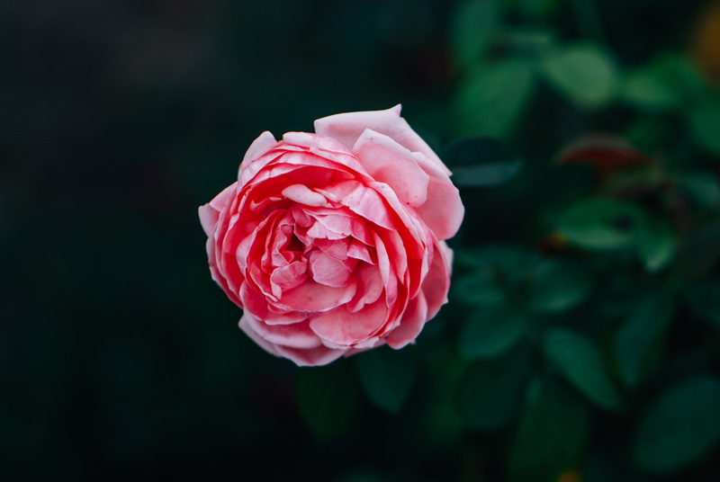 rose, herbarium, pink flowers, 4K, flowers, plants