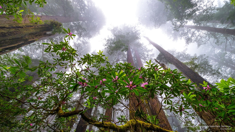 del, Nature, redwoods, park, coast, 2K, norte, state, california
