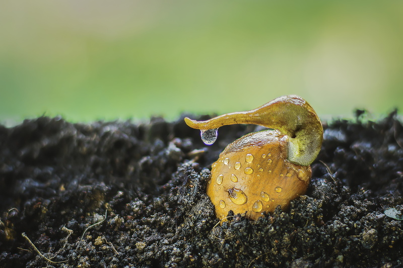 fruit, toadstool, no people, green, leaf, grow, vegetate, growth, moss, botany, dirt, selective focus, focus on foreground, yellow, 5K, day, plant, gardening