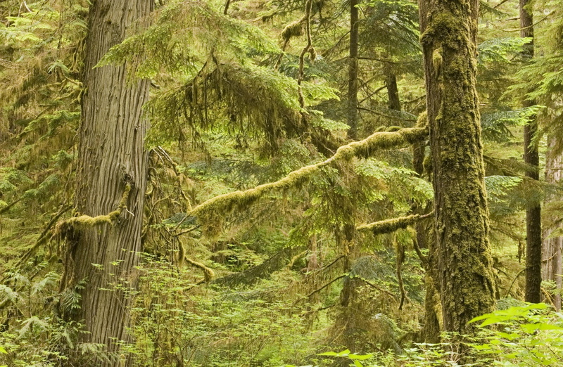 beauty in nature, remote, Pacific, Island, tree, outdoors, scenics - nature, tree trunk, no people, non-urban scene, day, Vancouver, National, green color