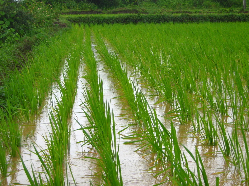 rural scene, farmland, outdoors, tranquility, rice, plantation, season, growth, rural, indian, beauty in nature, harvest, organic, nature, plant, day, india