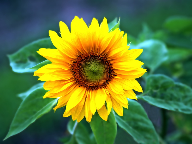 pollen, gazania, beauty in nature, freshness, no people, plant, focus on foreground, close-up, leaf, plant part, selective, growth, fragility, live, petal