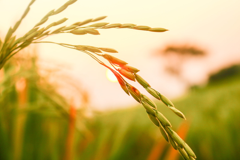 close-up, smooth, focus on foreground, selective focus, wheat, growth, rice seeds, farm, nature, agriculture, dry, plant, beauty in nature, countryside