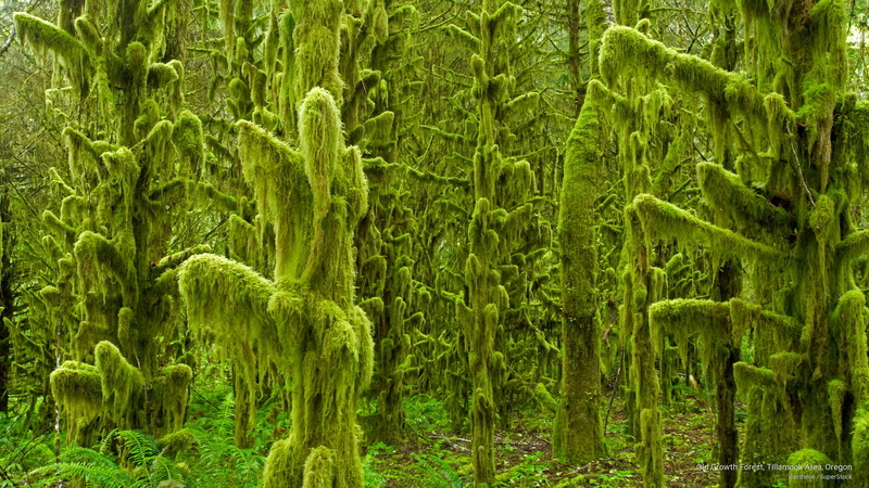 forest, old, tillamook, Nature, oregon, growth, 2K, area