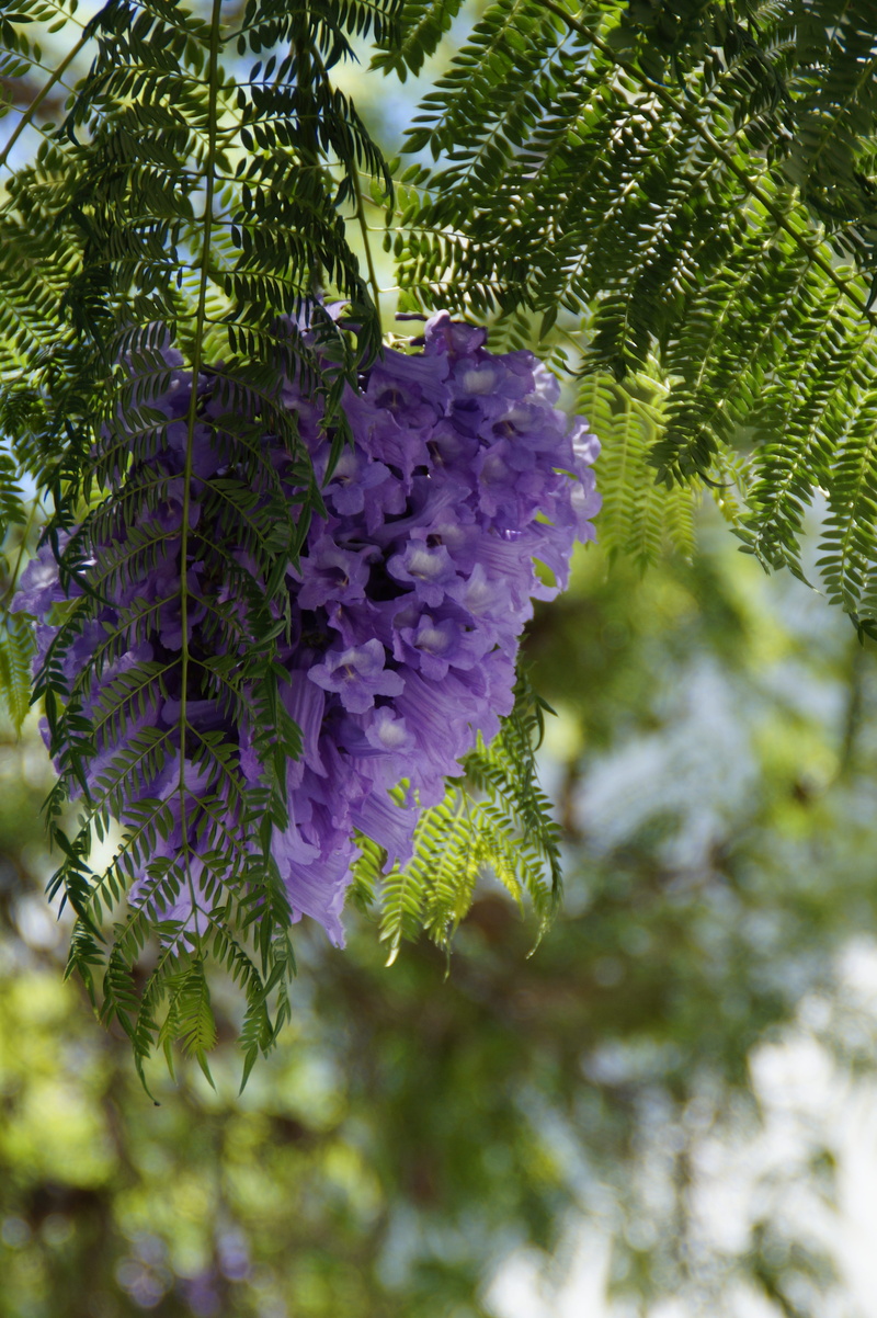 beauty in nature, day, freshness, flowering plant, leaf, Jacaranda, purple, plant part, springtime, tropical, blossom branches, botany, no people, growth