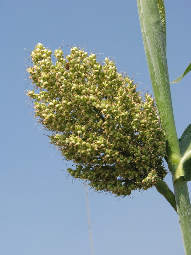jowar, low angle view, flora, freshness, leaf, food, beauty in nature, plant, clear sky, sunlight, millet, no people, sky, agriculture, season, food and drink