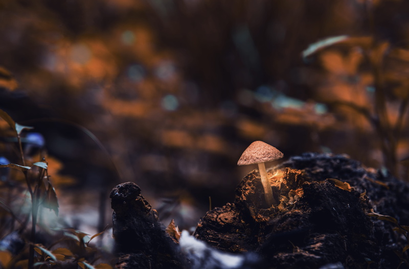 tree, vegetable, forest, mushroom, focus on foreground, 5K, leaf, photography, land, plant part, fungus, nature, selective focus, outdoors, blur, growth
