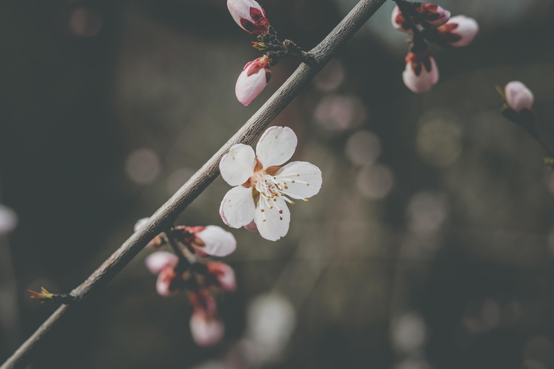 cherry tree, flowering plant, pollen, blossom, depth of field, delicate, pink color, tree, springtime, flower, blooming, vulnerability