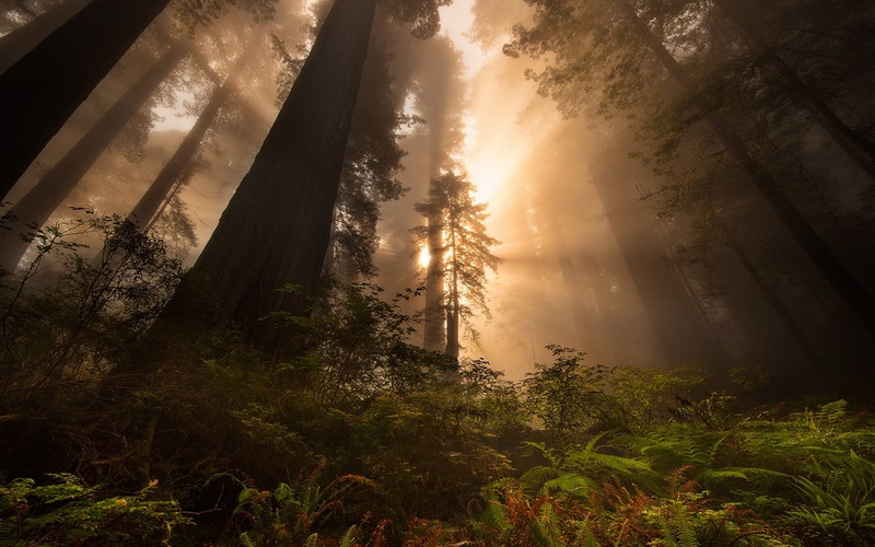 tranquil scene, sunbeam, plant, tree, no people, nature, sun rays, forest, mist, streaming, 720P, sunlight, growth, redwood, sunset, ferns, sun, scenics - nature