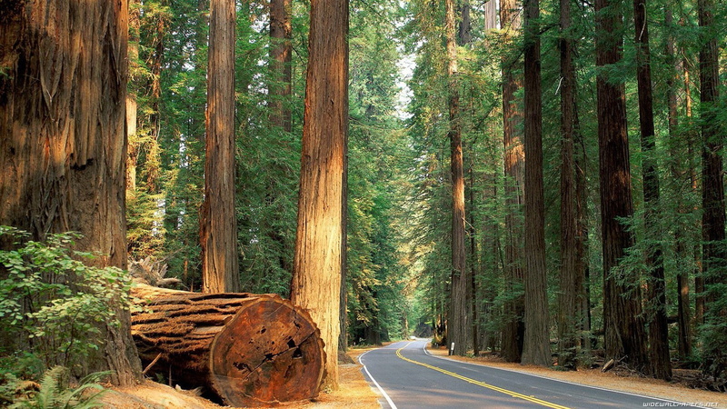 1080P, trees, road, hd, forest, nature, redwood