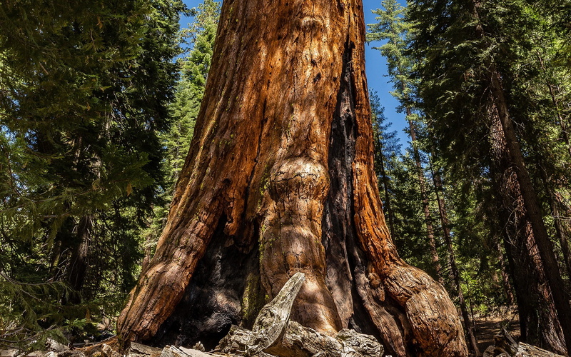 beauty in nature, root, 1080P, tree trunk, tall - high, growth, tranquility, day, redwood, textured, no people, forest, branch, woodland, brown, land