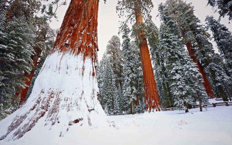 1080P, winter, redwood, forest, trees, snow, nature