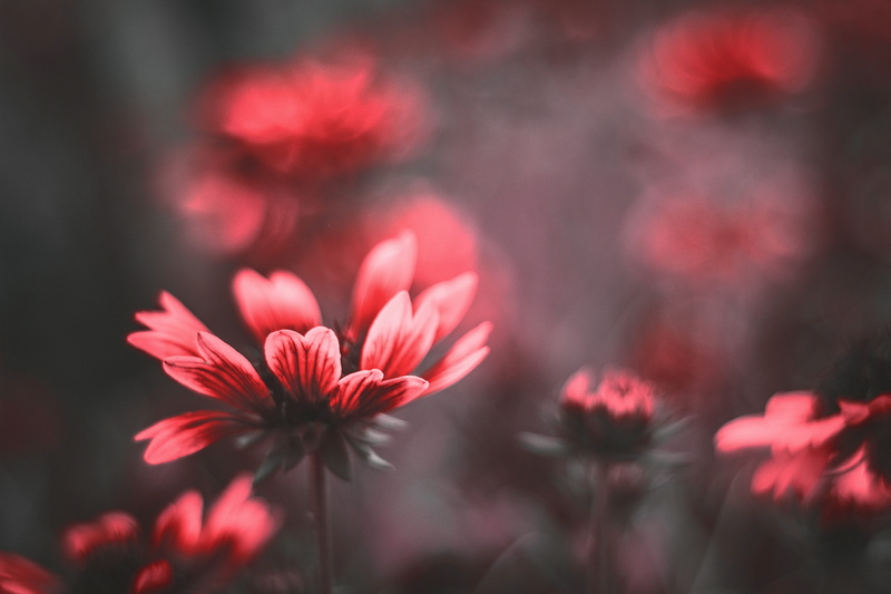 freshness, vulnerability, fragility, blooming, macro, delicate, no people, focus on foreground, inflorescence, day, flower head, soft focus, flower, nature
