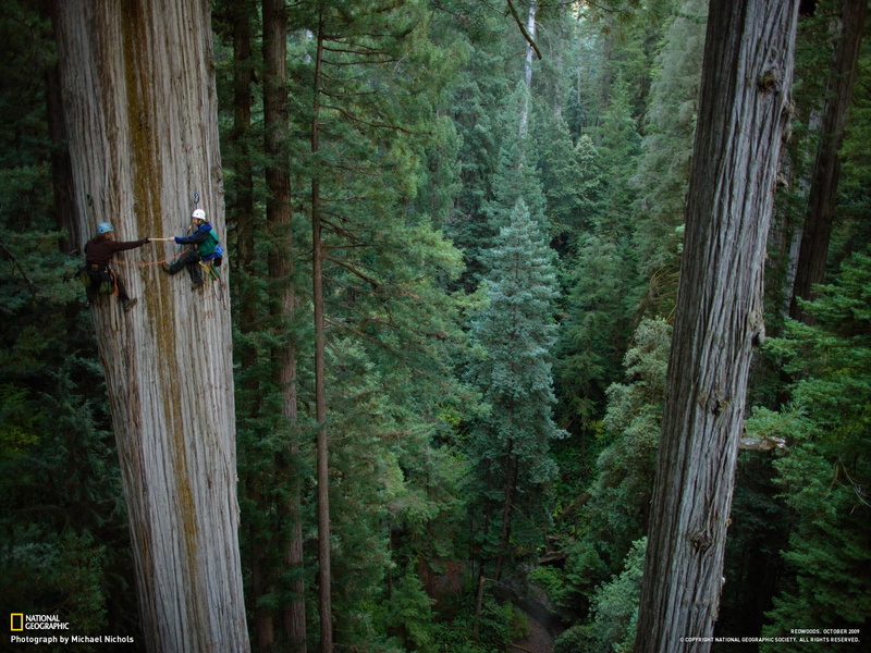 trees, nature, redwood, climb, 720P, tree, hd, green, forest