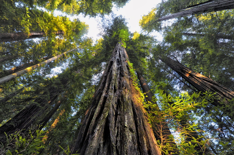 growth, directly below, low angle view, united states, tree canopy, tranquil scene, redwood, land, no people, crescent city, trees, plant, nature, green color