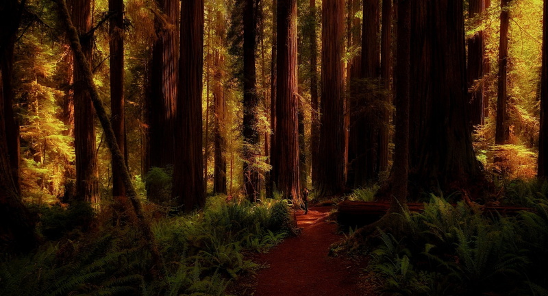 nature, landscape, ferns, redwood, California, shadow, 1080P, path, forest, trees