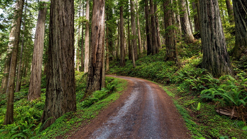 California, plants, dirt road, USA, landscape, 1080P, forest, walkway, nature, redwood, trees