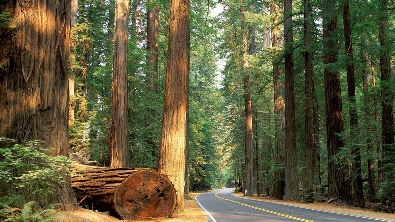 hd, road, 1080P, redwood, nature, trees, forest