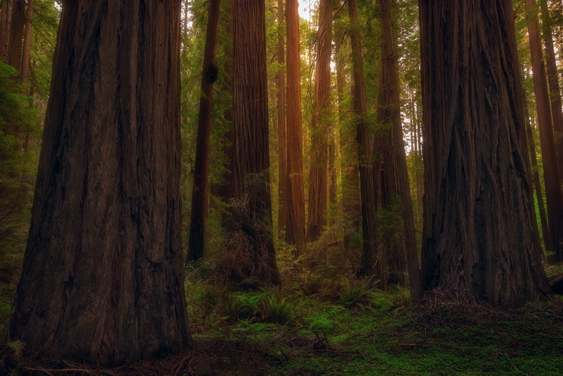 day, Redwood, no people, land, 1080P, idyllic, woodland, tree trunk, green color, trees, outdoors, growth, state, tree, trunk, tranquil scene, nature