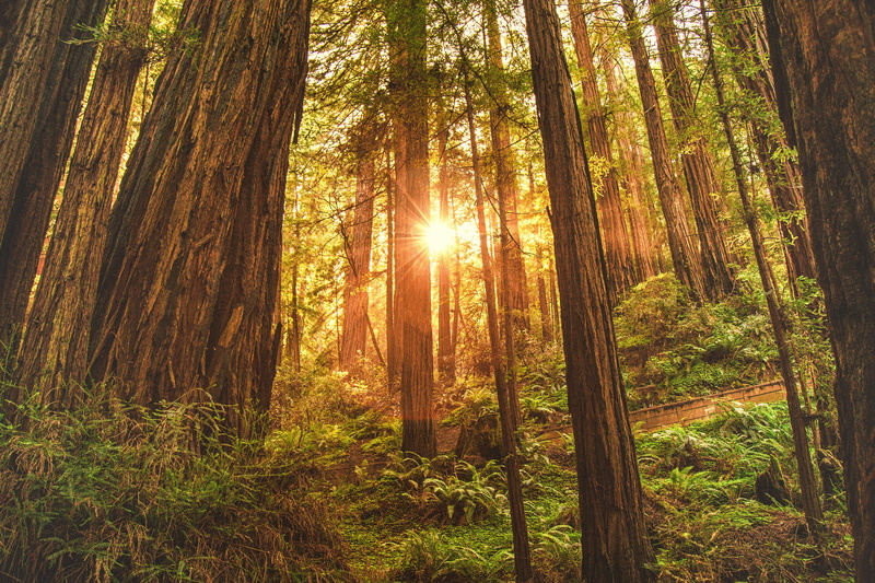 Earth, 4K, Redwood, Forest, Sun