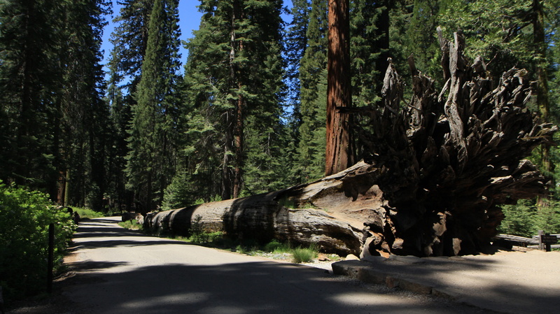 shadow, nature, giant, national, yosemite, wilderness, tranquil scene, growth, tall, outdoors, green color, Yosemite, no people, road, tree, day, sequoia