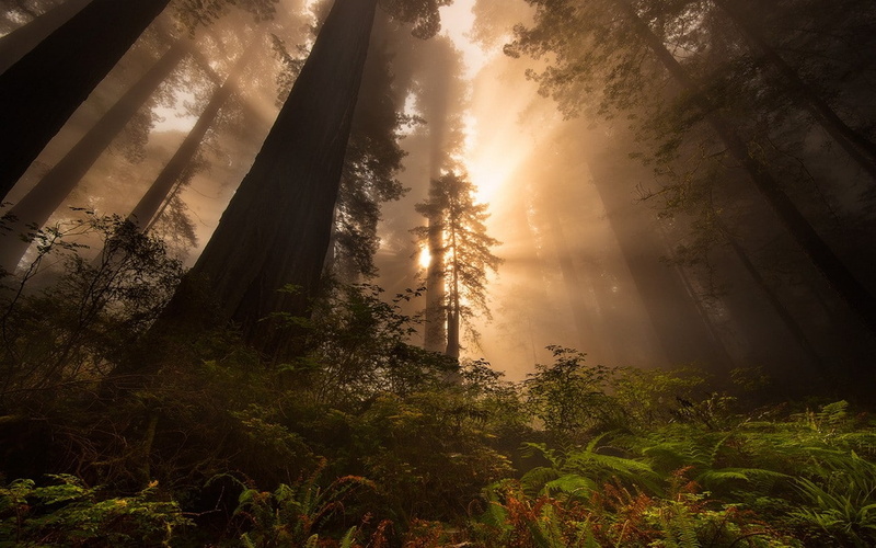 sun rays, forest, ferns, landscape, nature, trees, 720P, redwood, mist