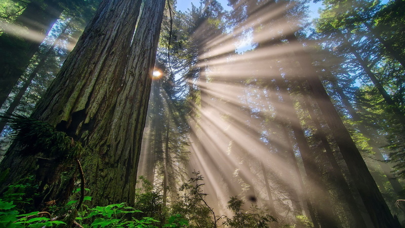 forest, Trees, Redwood, 1080P
