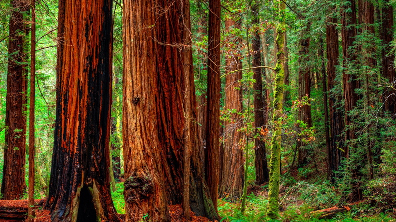 woodland, tree trunk, beauty in nature, nature, fir forest, tree, rainforest, 4K, green color, jedediah smith redwoods state park, united states, wood - material