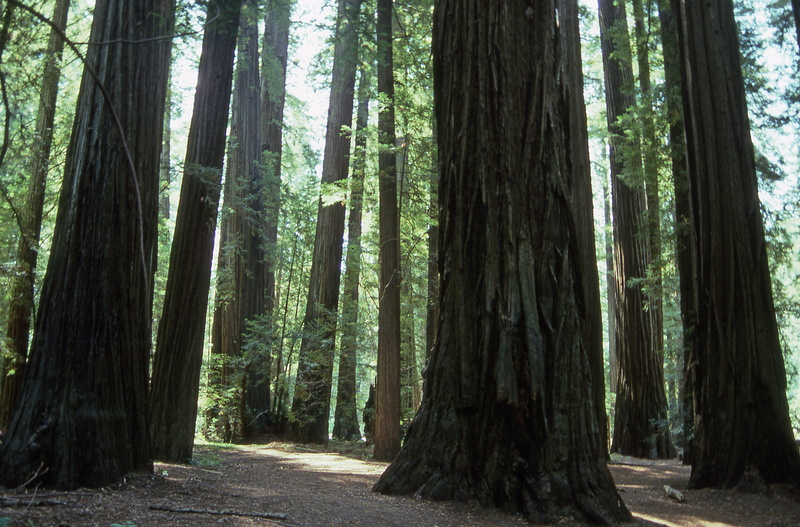 direction, united states, 4K, tree, woodland, tranquil scene, humboldt county, nature, land, day, the way forward, outdoors, plant, non-urban scene, trunk