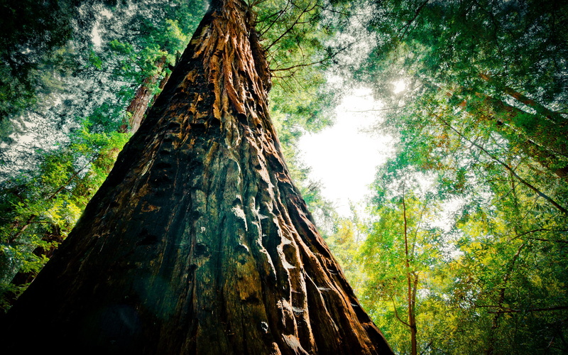 nature, redwood, trunk, high dynamic range, extreme, brown, 2K, tree, hdr