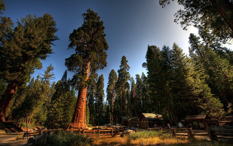2K, redwood, nature, hd, trees