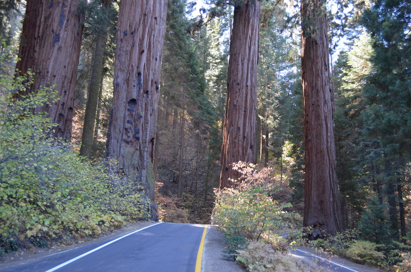 sunlight, tree trunk, road, beauty in nature, national, green color, tranquil scene, giant, land, the way forward, day, outdoors, tall, plant, forest, redwood