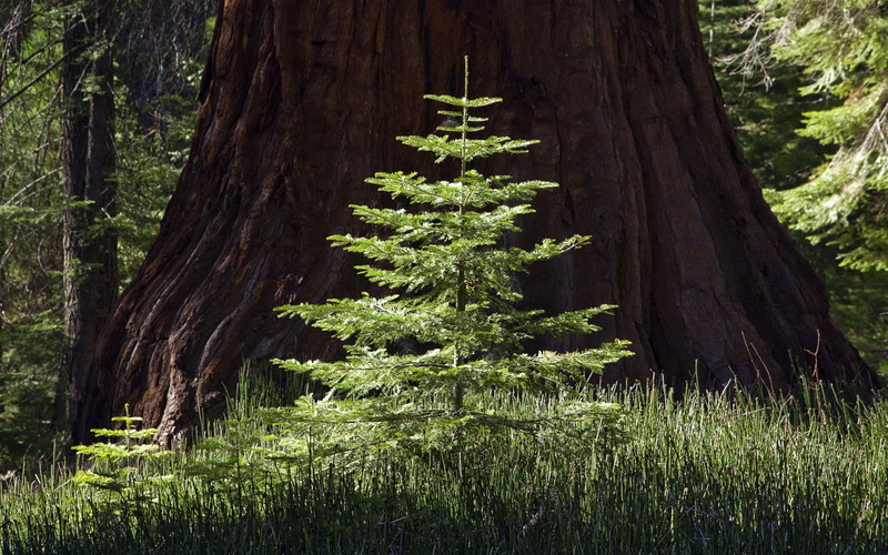 nature, trees, redwood, 1080P, hd