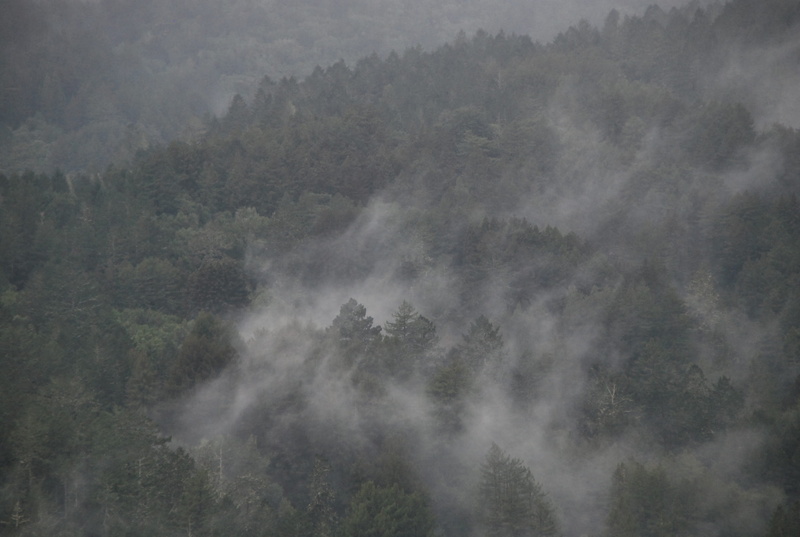 landscape, plant, land, trees, high angle view, tree, clouds, mill valley, morning, 2K, no people, evergreen tree, tranquil scene, nature, woodland, muir woods national monument