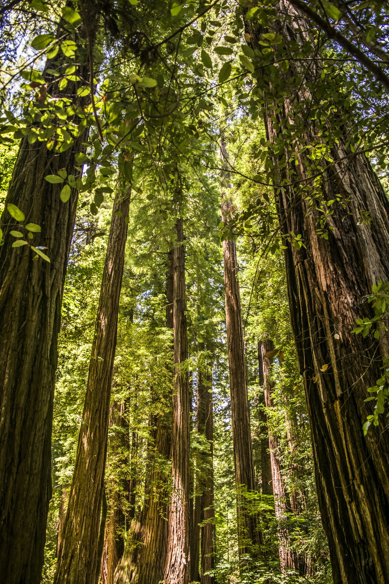 bamboo grove, bamboo - plant, parks, day, land, 5K, nature, no people, green color, muir woods national monument, tranquility, outdoors, green, trees