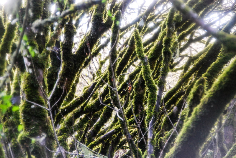 selective focus, outdoors, green, green color, day, leaf, beauty in nature, forest, branch, tree, tranquility, coniferous tree, no people, mill valley