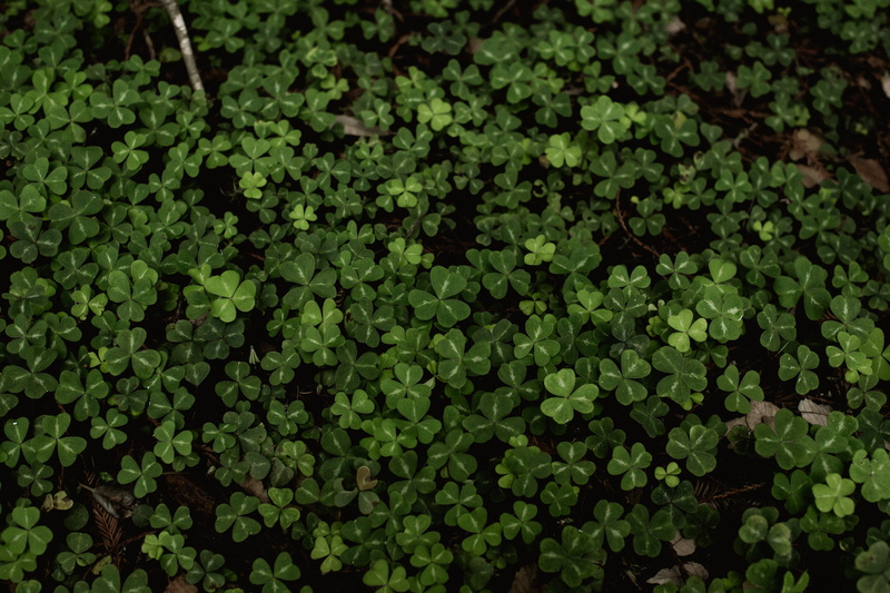 foliage, day, land, flowerbed, nature, growth, green color, green, no people, muir woods, field, beauty in nature, plants, muir woods national monument