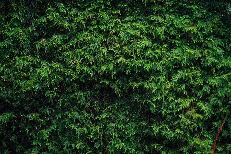 life, day, forest, muir woods national monument, land, outdoors, plant, beauty in nature, freshness, foliage, full frame, field, plants, texture, moss