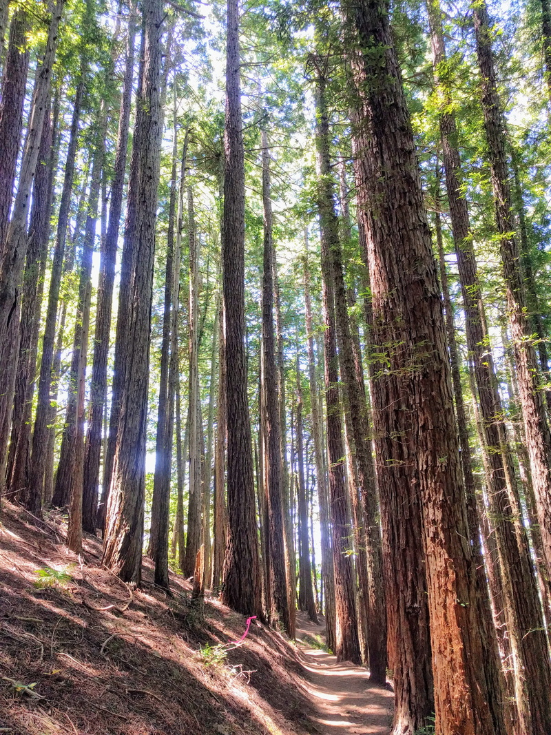beauty in nature, road, forest, treelined, growth, united states, mill valley, dipsea trail, trail, day, tree, tranquility, outdoors, tree trunk, plant
