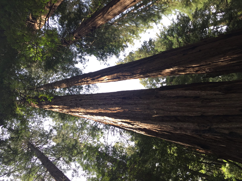 tree trunk, water, day, tranquility, no people, woods, forest, reflection, mill valley, trees, scenics - nature, beauty in nature, northern california