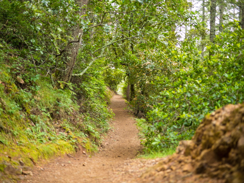 diminishing perspective, path, beauty in nature, 4K, green color, forest, growth, tranquility, foliage, trees, trail, dirt, tranquil scene, muir woods national monument