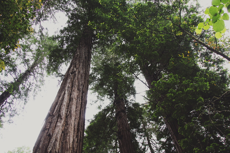 land, low angle view, no people, trail, outdoors, green color, tree canopy, clear sky, growth, scenics - nature, branch, tranquility, nature, beauty in nature