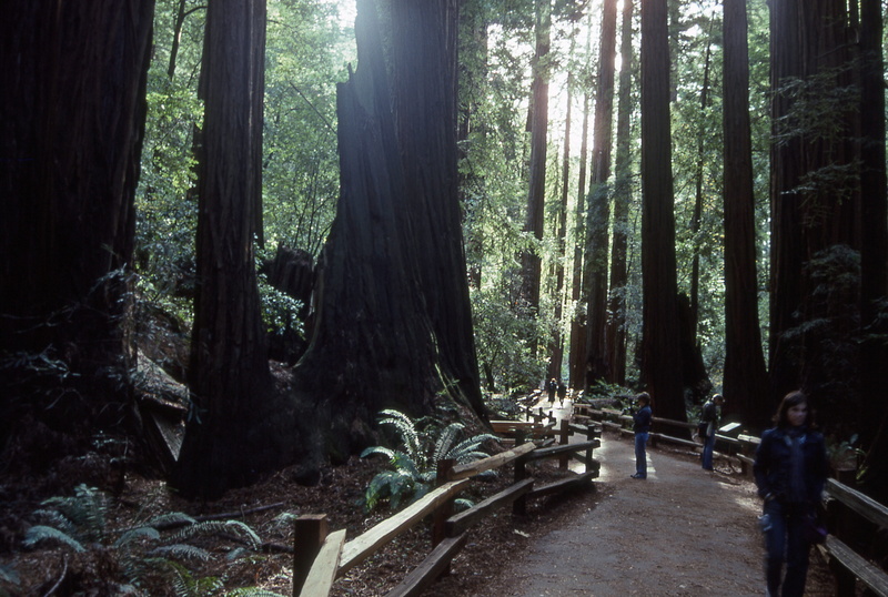 beauty in nature, forest, united states, day, trunk, muir, 4K, muir woods road, scenics - nature, california, non-urban scene, mill valley, tranquility