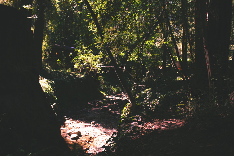 sunlight, trunk, tree, no people, land, tranquil scene, outdoors, environment, nature, 5K, growth, forest, united states, day, non-urban scene, mill valley