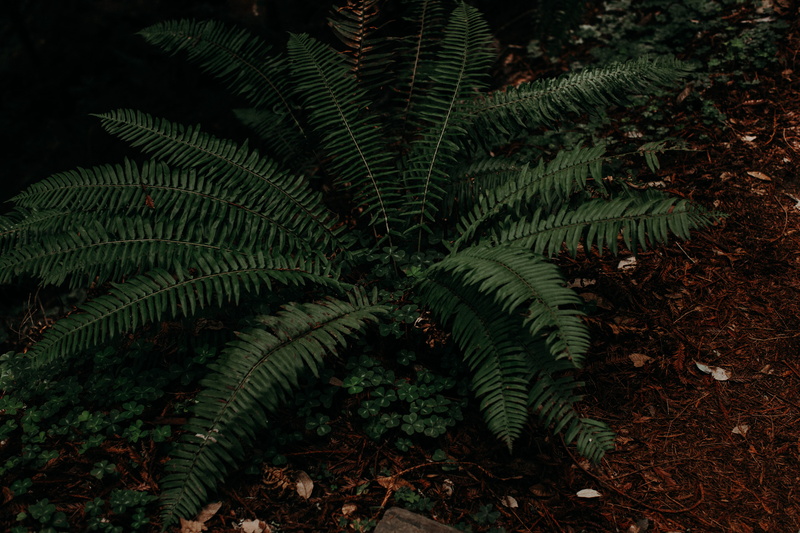 foliage, plant, leaf, outdoors, freshness, 5K, green color, fern, day, growth, botany, muir woods national monument, mill valley, tree, united states