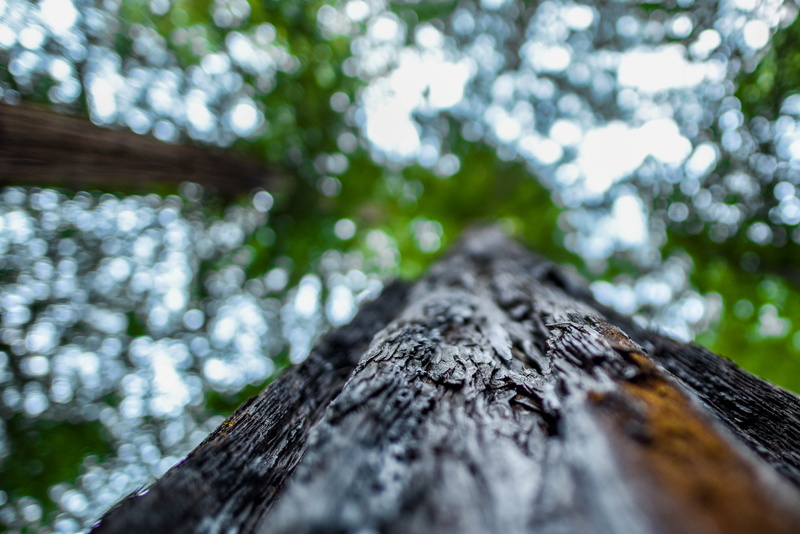 textured, close-up, muir, redwoods, trunk, low angle view, green, united states, plant, tree, wood, rough, muir woods national monument, california, forest