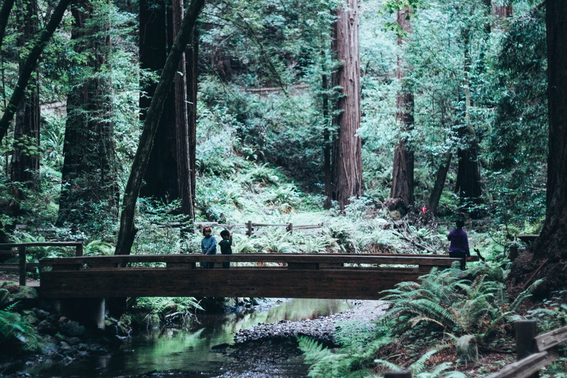 forest, outdoor, outdoors, woodland, greens, 4K, livefolk, tree, tranquility, land, plant, tree trunk, group of people, bridge, trunk, mill valley, beauty in nature