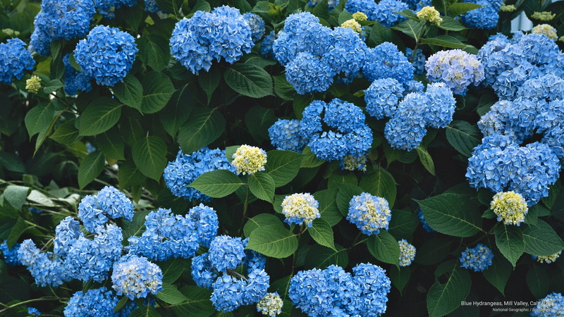 mill, hydrangeas, blue, 2K, valley, Flowers/Gardens, california
