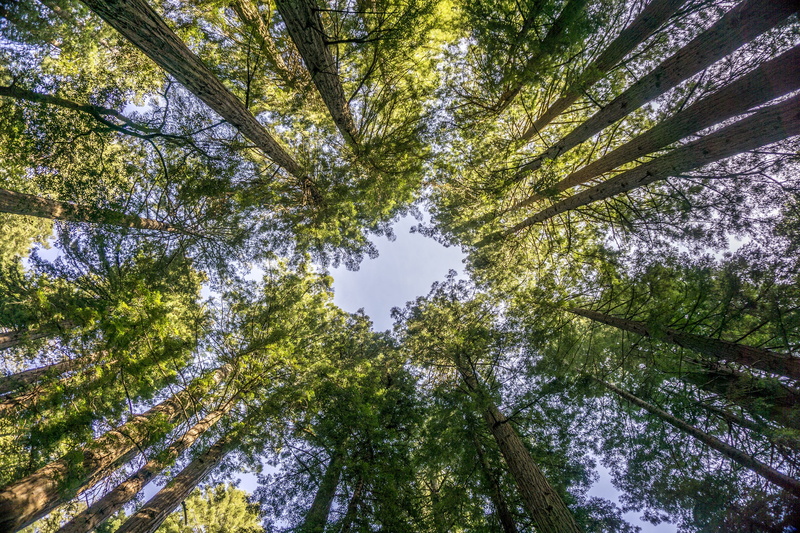 marin county, day, plant, beauty in nature, green color, tree trunk, sky, trees, tranquil scene, tranquility, tree canopy, tall - high, directly below